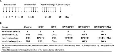 <mark class="highlighted">Bacteroides thetaiotaomicron</mark> Ameliorates Experimental Allergic Airway Inflammation via Activation of ICOS+Tregs and Inhibition of Th2 Response